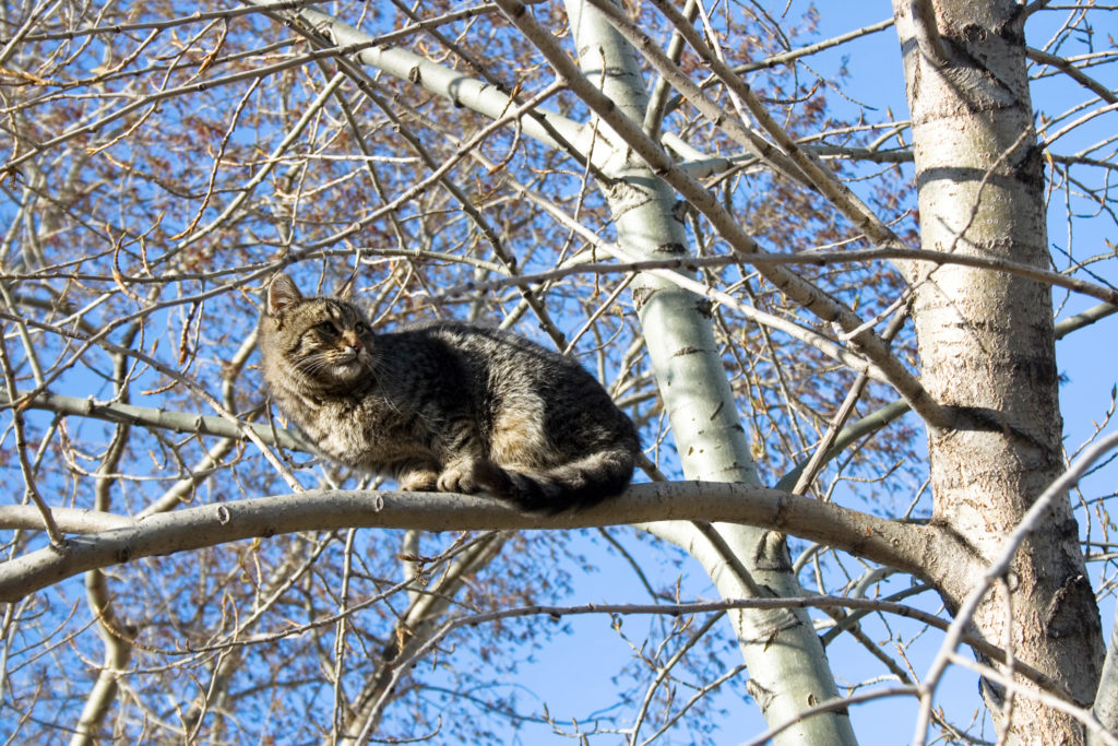 Emergency Cat Rescue - ECR- Eagle Peak Tree Care