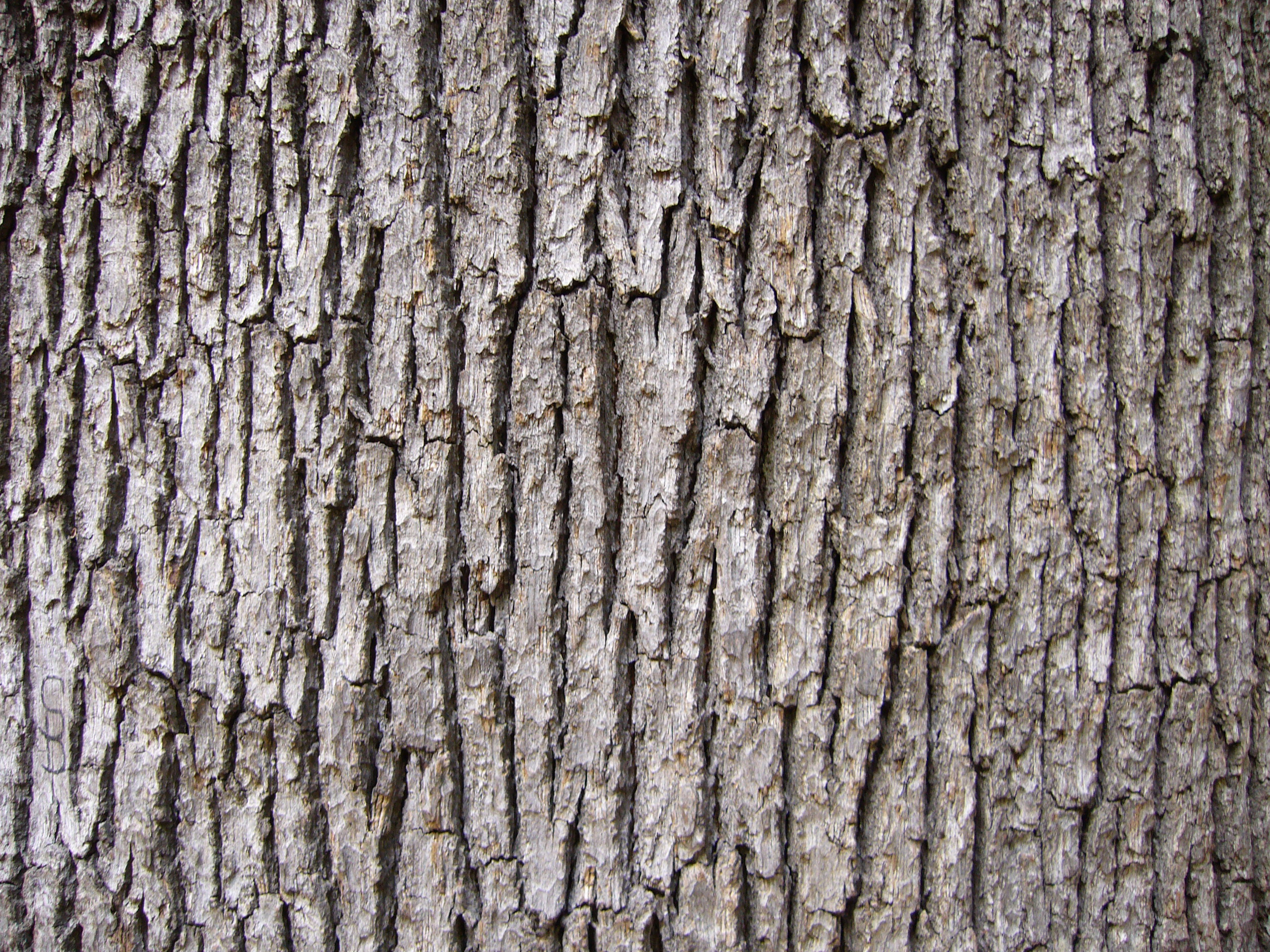 Tree bark, Oak tree